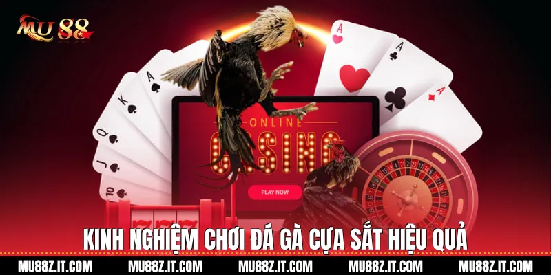 Kinh nghiệm chơi Đá gà cựa sắt hiệu quả