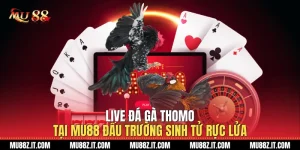 Live Đá Gà Thomo