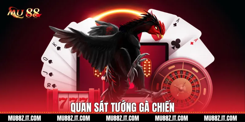 Quan sát tướng gà chiến